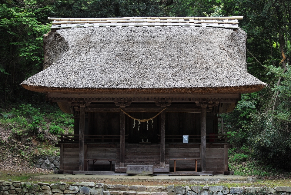 Tree architecture wood house