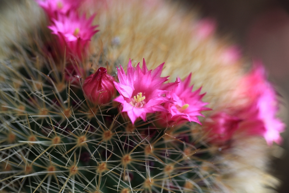 Fiore cactus
 pianta petalo