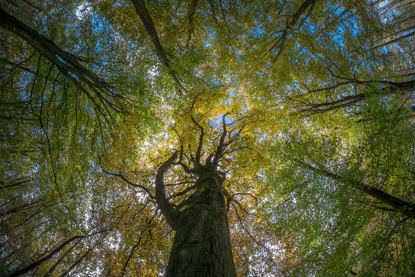 Foto Albero natura foresta erba