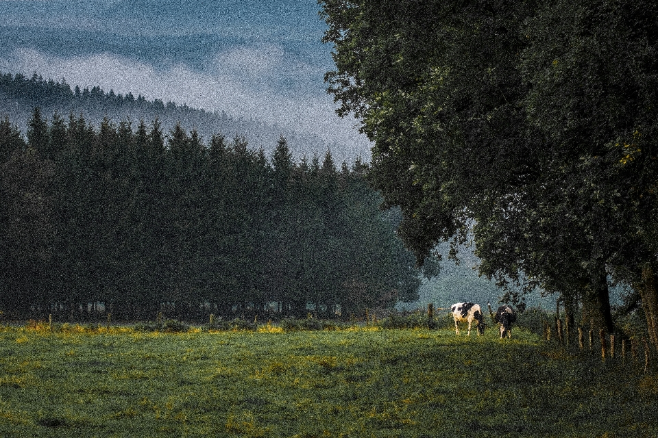 Landschaft baum natur wald