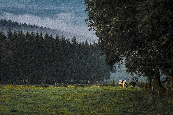 Landscape tree nature forest Photo