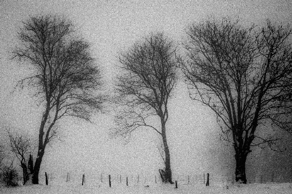 Photo Arbre bifurquer neige hiver