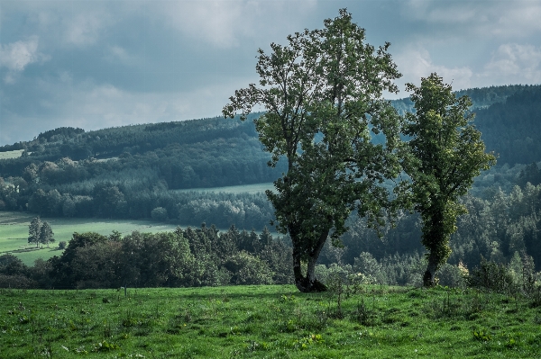 Landscape tree nature forest Photo