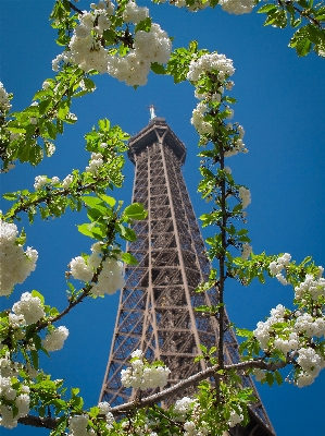 Tree nature branch blossom Photo