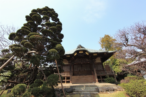 Tree architecture flower high Photo