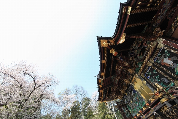 Blossom architecture wood building Photo