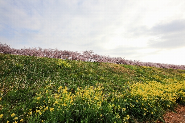 風景 木 自然 草 写真