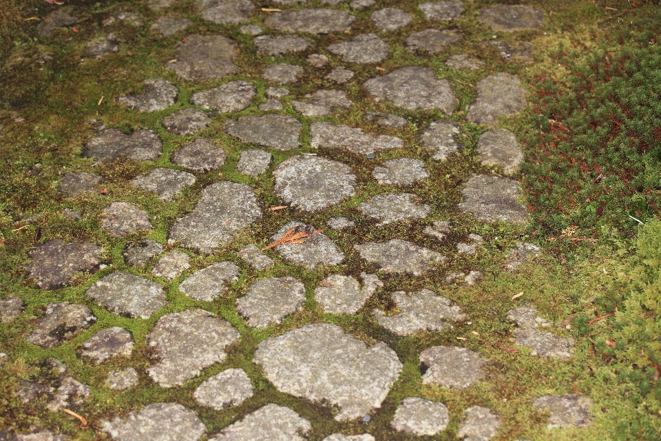 草 rock 植物 芝生