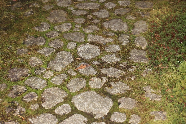 草 rock 植物 芝生 写真