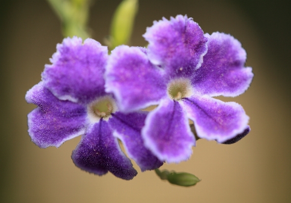 Blossom plant flower purple Photo