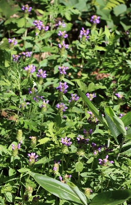 Blossom plant flower high Photo