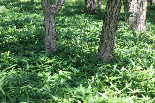 Tree forest grass swamp Photo