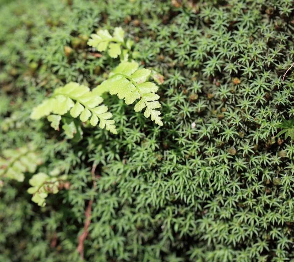 árbol césped planta hoja