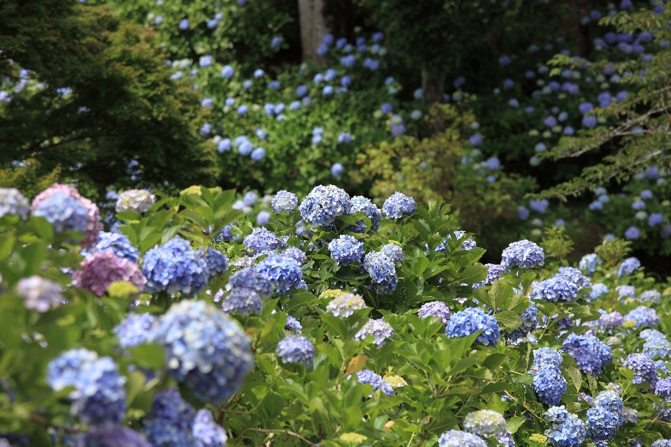 花 植物 草原
 高い