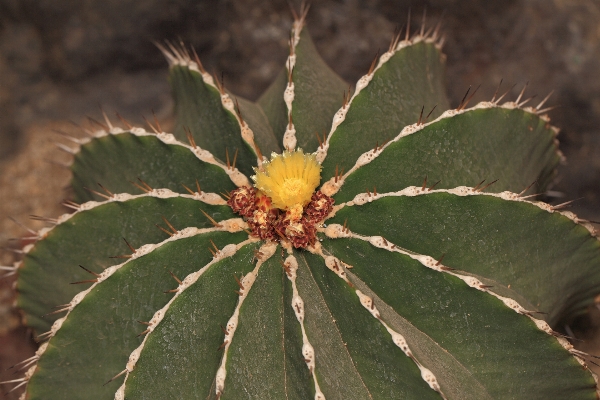 Foto Cacto
 plantar folha flor