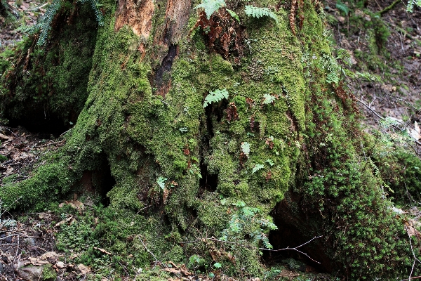 Tree forest wilderness plant Photo