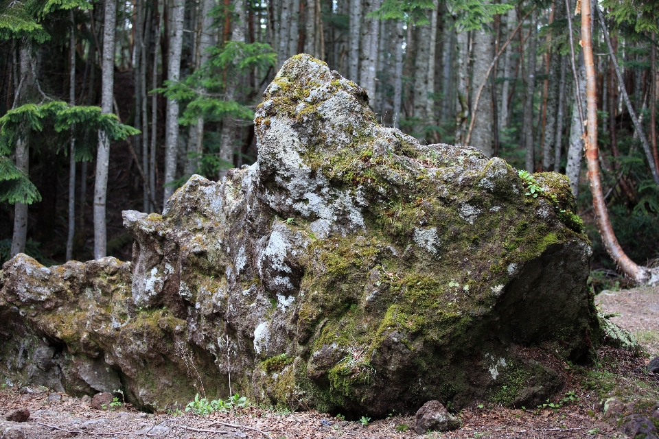 Baum wald rock wildnis
