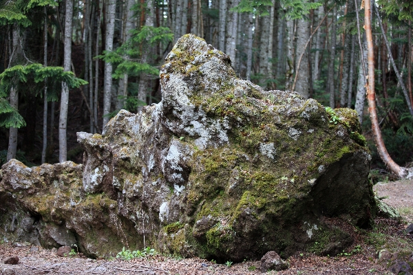 Tree forest rock wilderness Photo