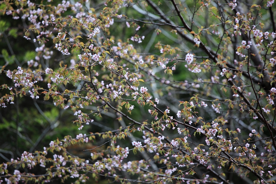 Albero natura ramo fiore