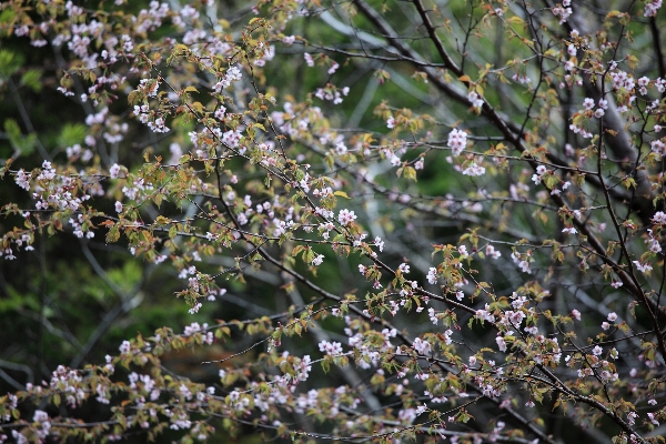 Foto Pohon alam cabang mekar