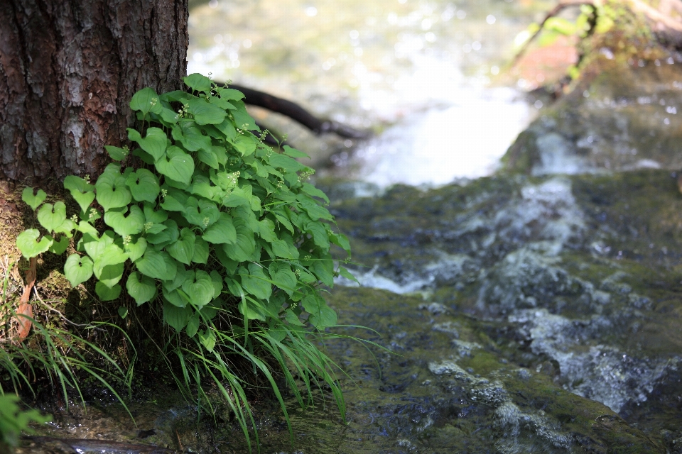 Tree nature forest swamp