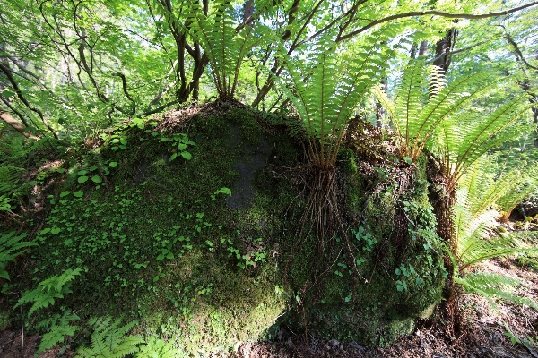 Tree forest swamp plant Photo