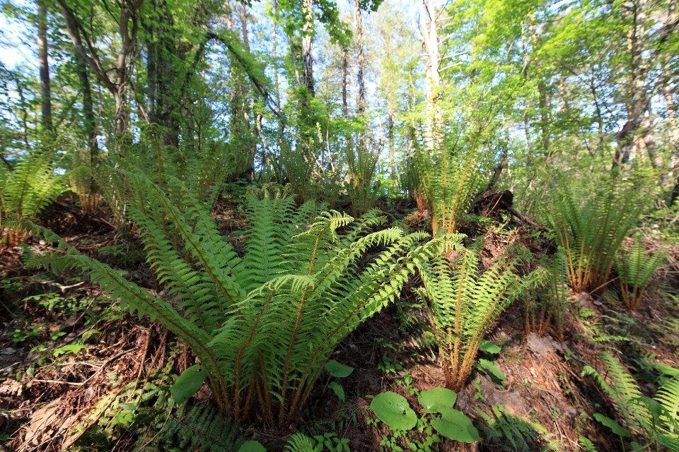 Pantano planta camino hoja