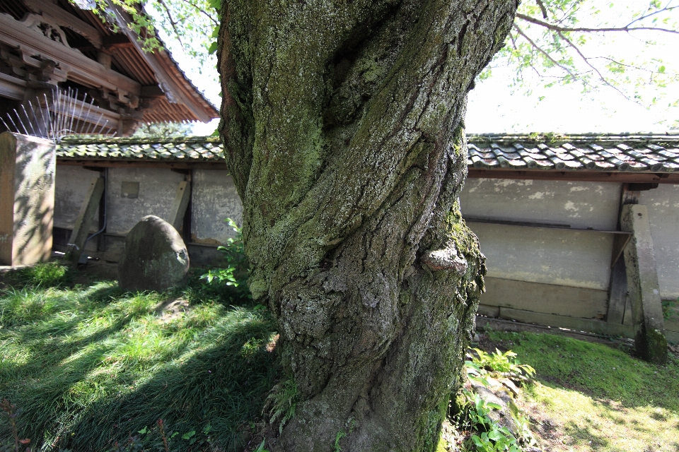 木 植物 花 建物