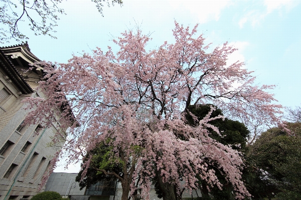 木 ブランチ 花 植物 写真