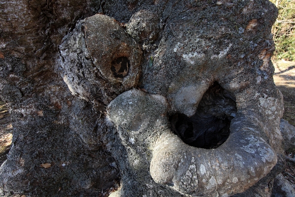 Baum rock holz stamm Foto