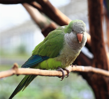 ブランチ 鳥 羽 野生動物 写真