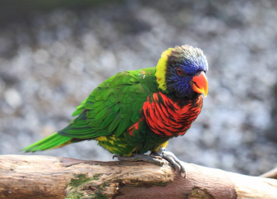 Uccello animali selvatici alto becco