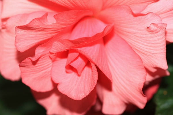 Blossom plant leaf flower Photo