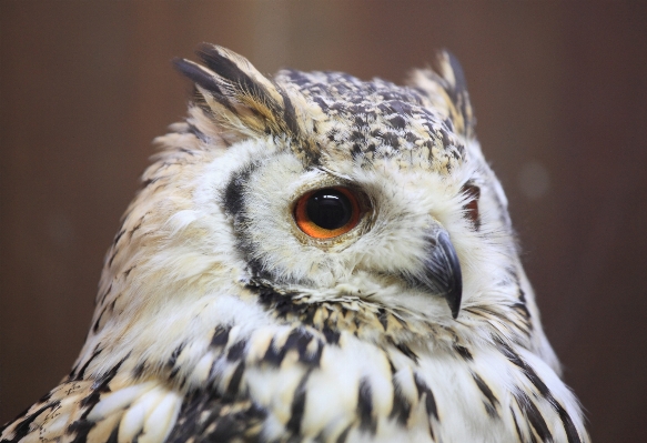 Bird wing wildlife high Photo