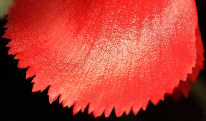 Blossom plant leaf flower Photo