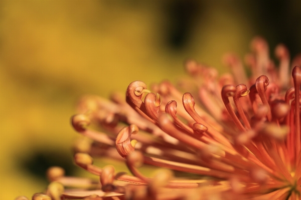 Tree nature branch blossom Photo