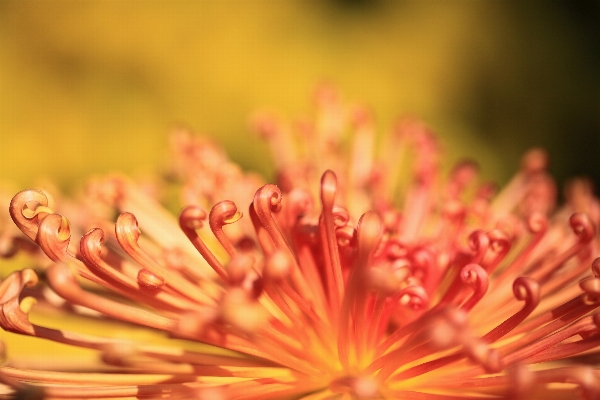 Branch blossom plant photography Photo