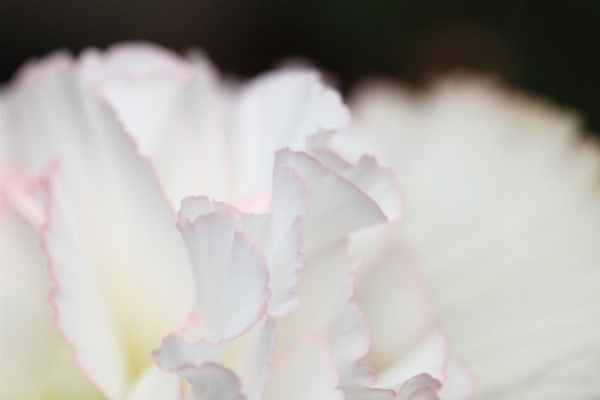 花 植物 白 写真撮影 写真