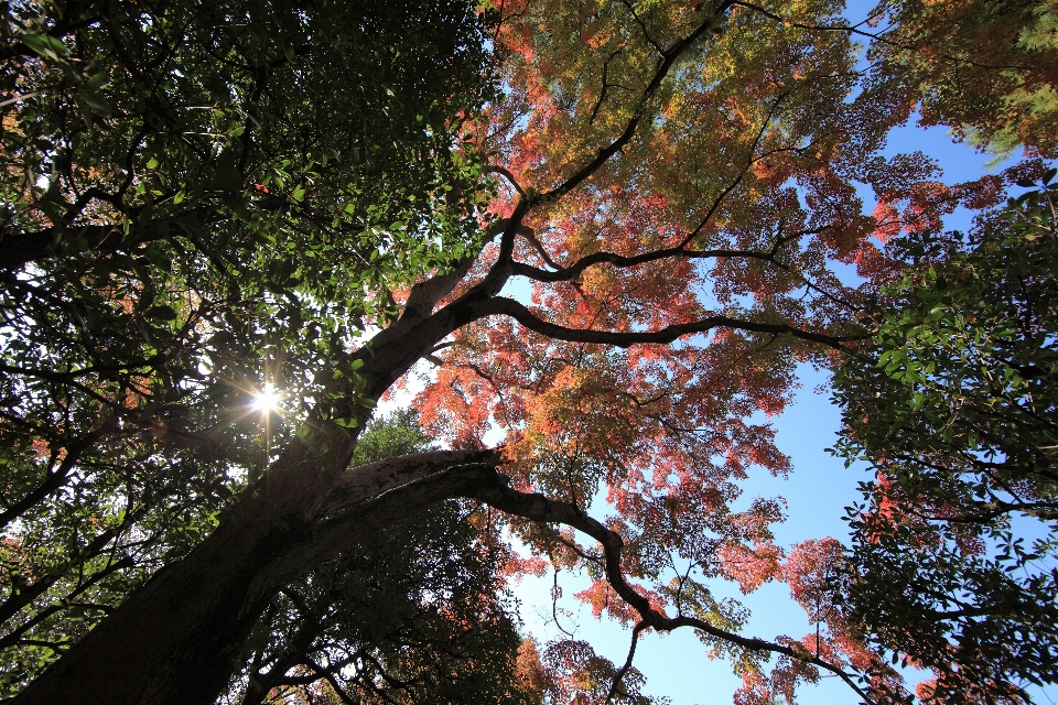 Pohon alam hutan cabang