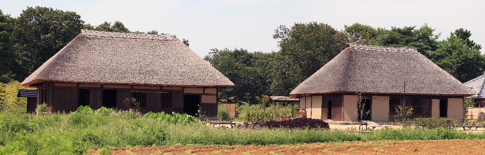 Peternakan rumah atap bangunan