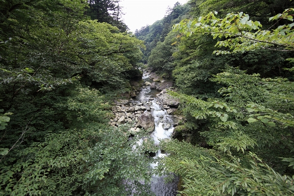 Tree forest waterfall wilderness Photo