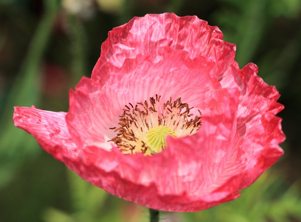 Fleurir usine fleur pétale