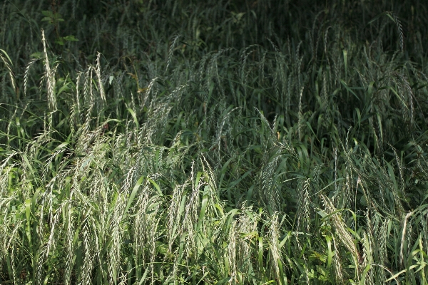 Grass plant field lawn Photo