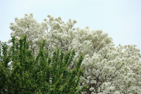 Tree branch blossom plant Photo