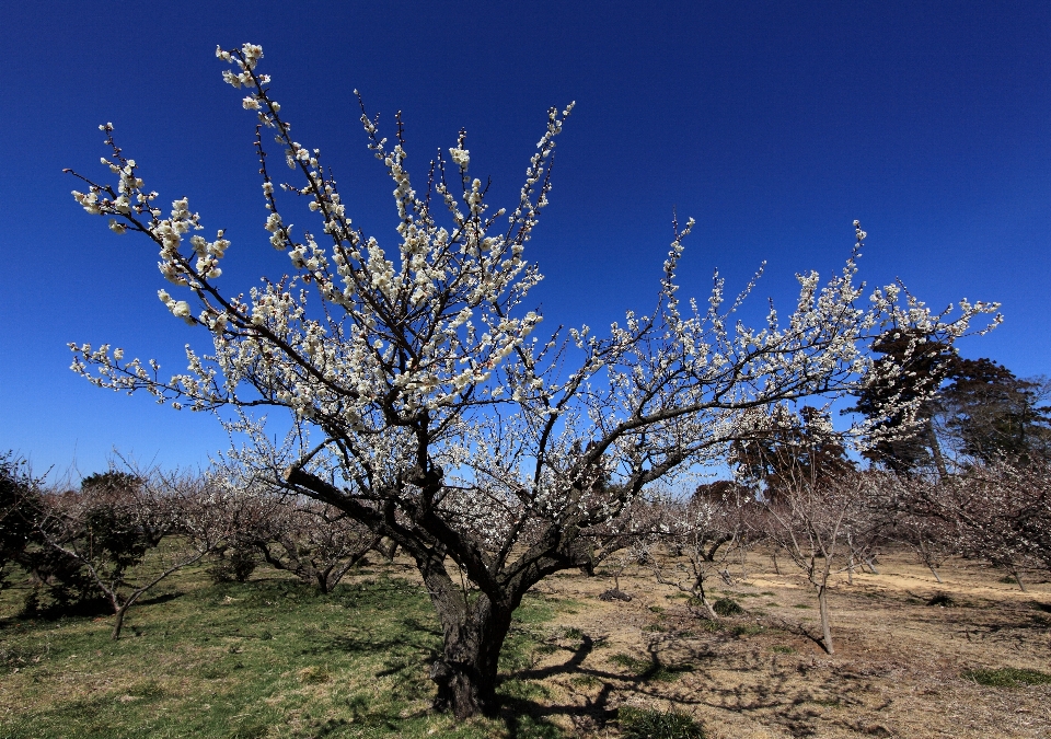 Baum natur zweig blüte