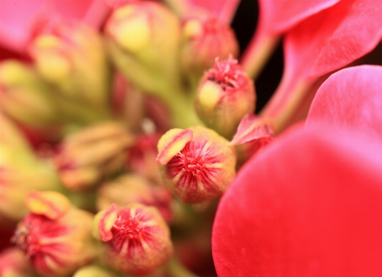 Blossom plant photography fruit Photo