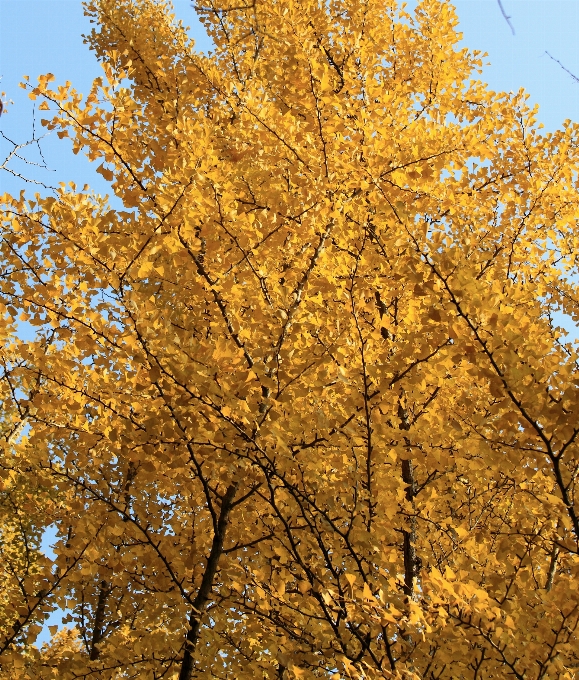 Albero ramo pianta foglia