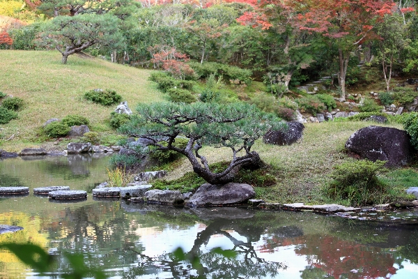 Tree flower pond stream Photo