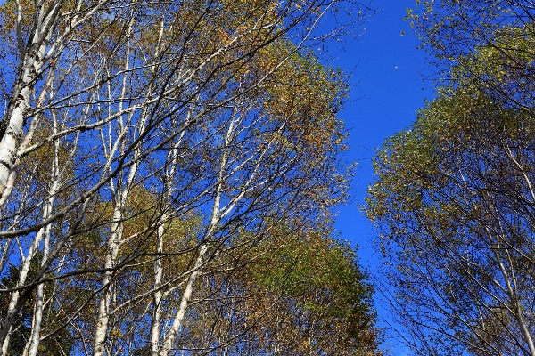 Tree forest branch winter Photo