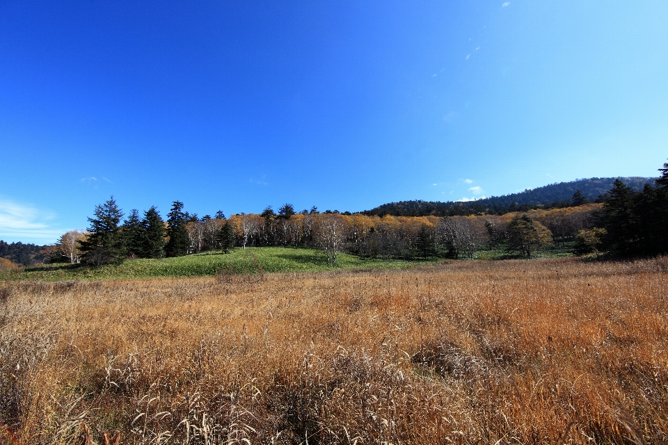 Paesaggio albero natura foresta